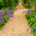 Golden Gravel Chippings