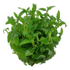 Tropica Staurogyne repens (Easy, Foreground) 1-2-Grow!