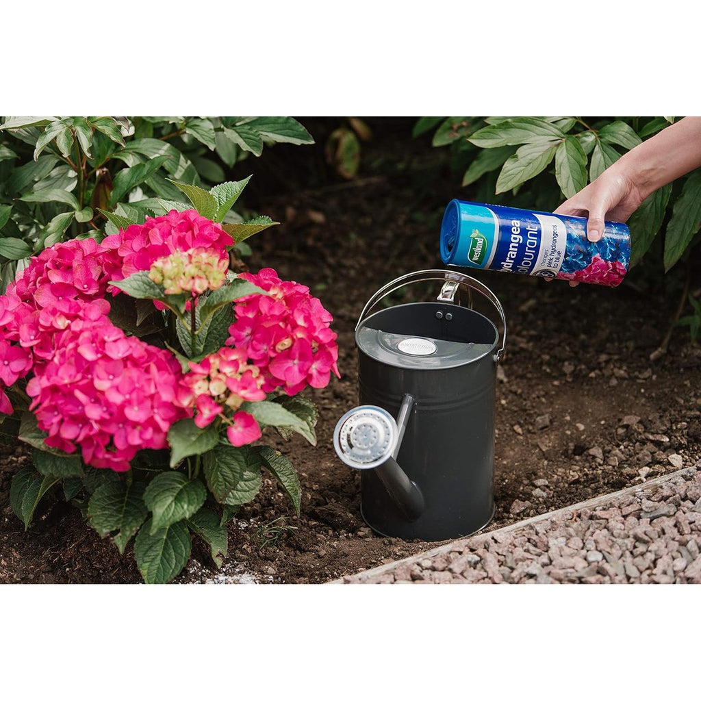Westland Hydrangea Colourant 500g - Blue Boost Formula
