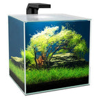 Ciano Cube 15 LED Glass Aquarium with Filter & Plant