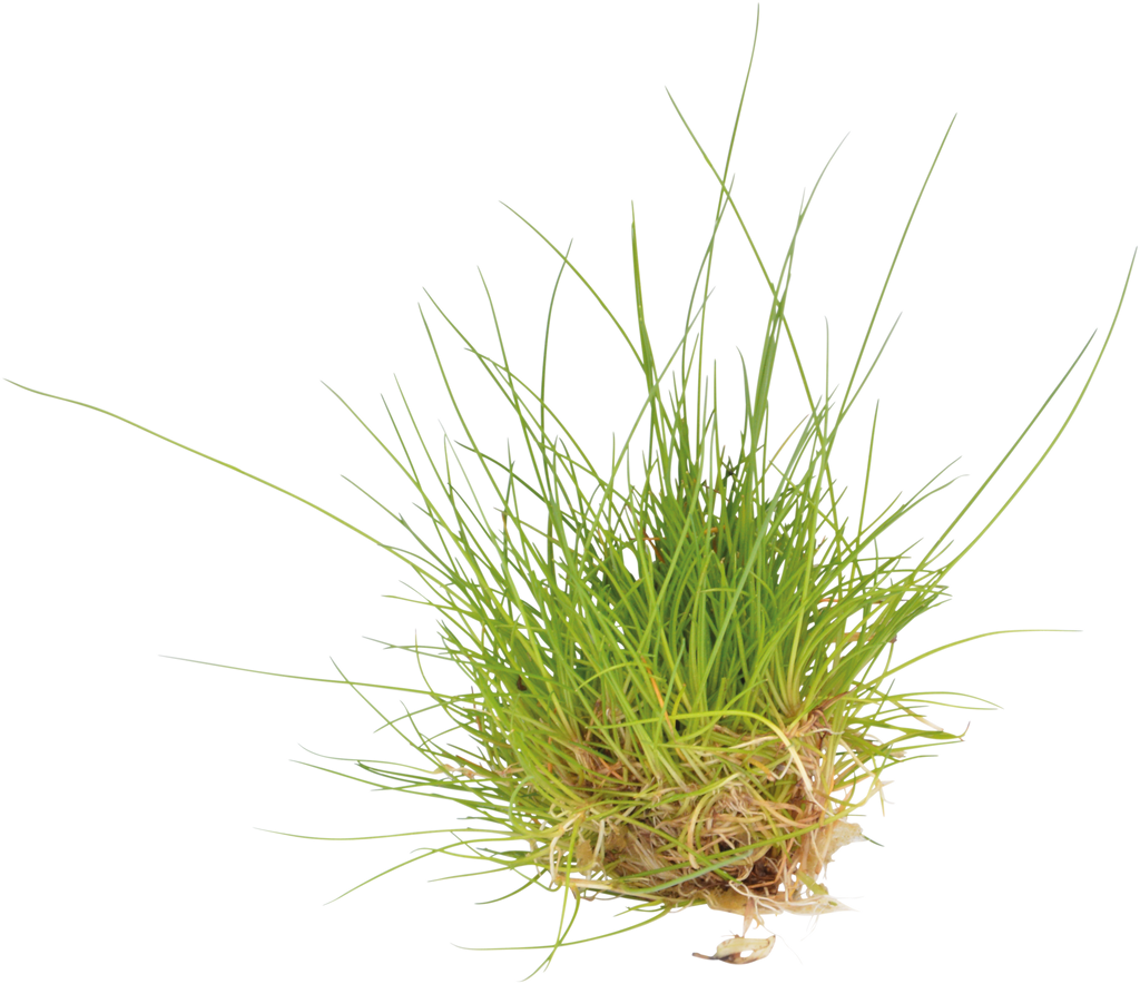 Aquafleur Easy Grow 41 Eleocharis Parvula