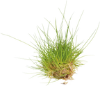 Aquafleur Easy Grow 41 Eleocharis Parvula