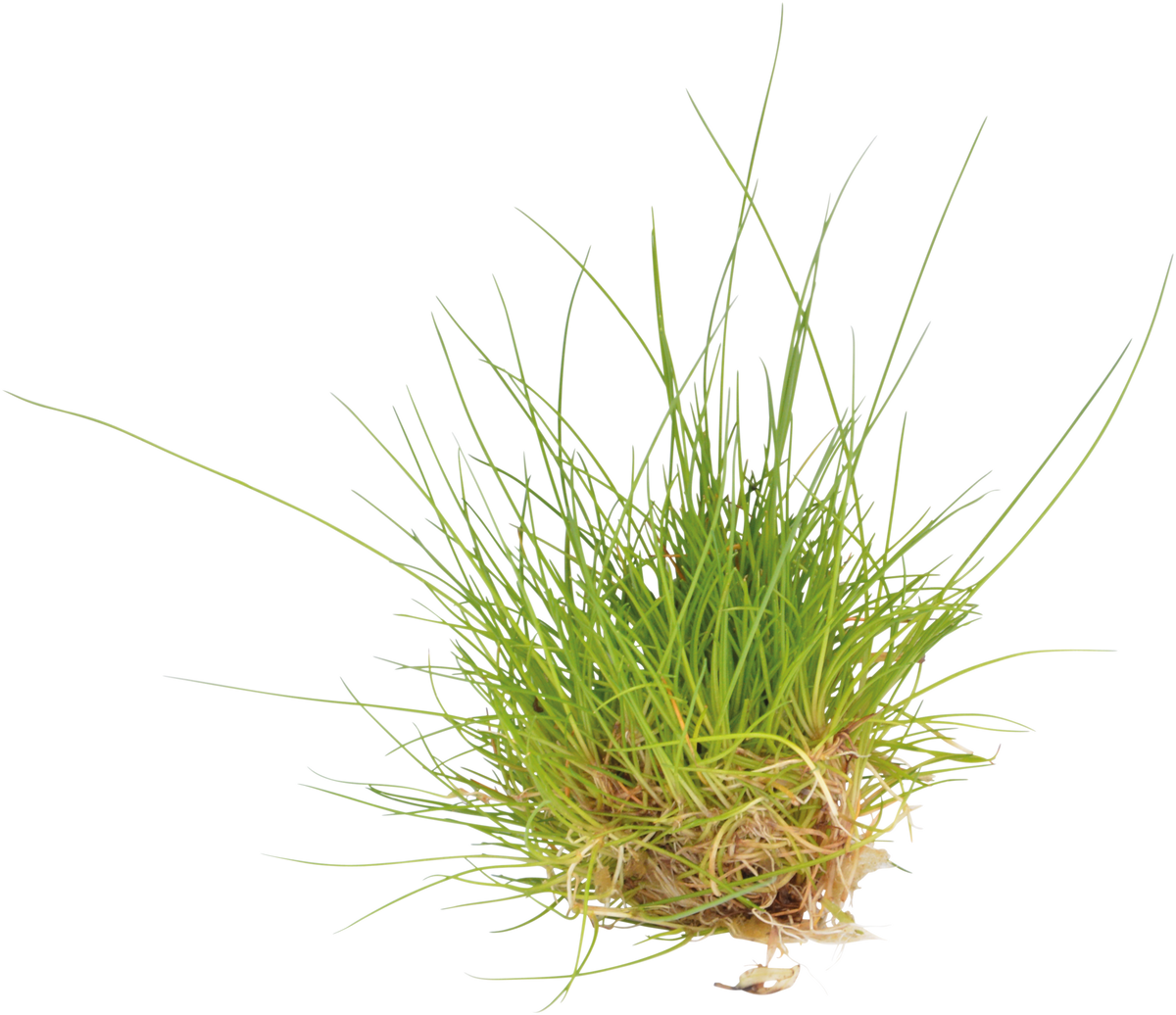 Aquafleur Easy Grow 41 Eleocharis Parvula