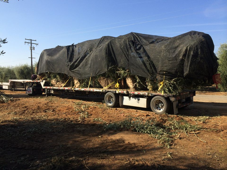 GRASS TARP