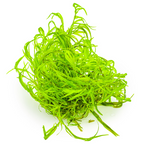 Tropica 1-2 Grow Najas Guadalupensis Guppy Grass Live Aquarium Plant