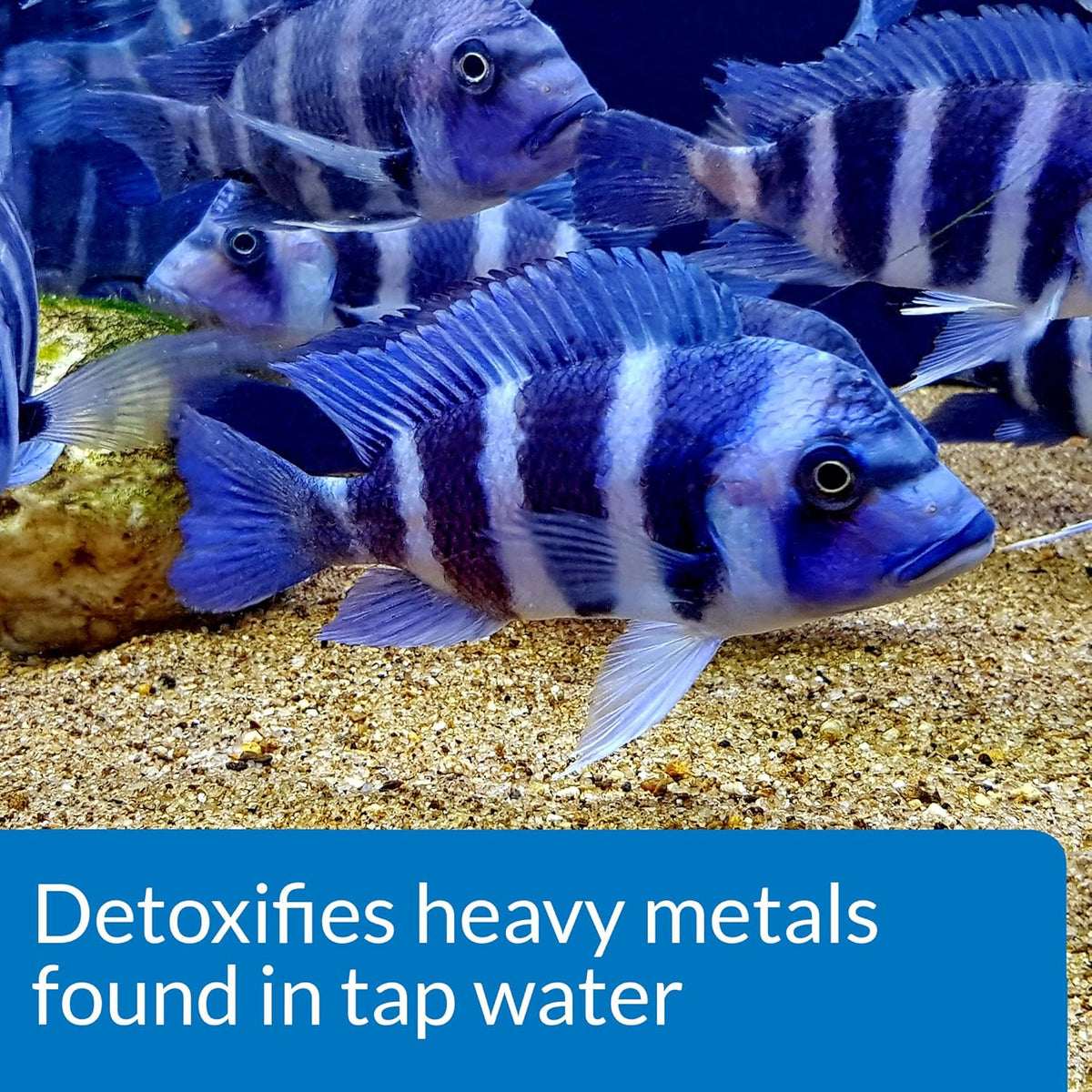Bermuda Tapwater Conditioner - Instant Dechlorination for Ponds