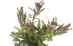 Aquafleur Easy Grow 99 Rotala H'ra Aquarium Live Plant