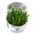 Tropica Cryptocoryne wendtii 'Green' (Easy, Middleground) 1-2-Grow!