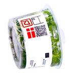 Tropica  1-2 Grow ! Ranunculus Live Aquarium Plant