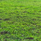 Lawn in a Bag
