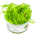 Tropica 1-2 Grow Najas Guadalupensis Guppy Grass Live Aquarium Plant