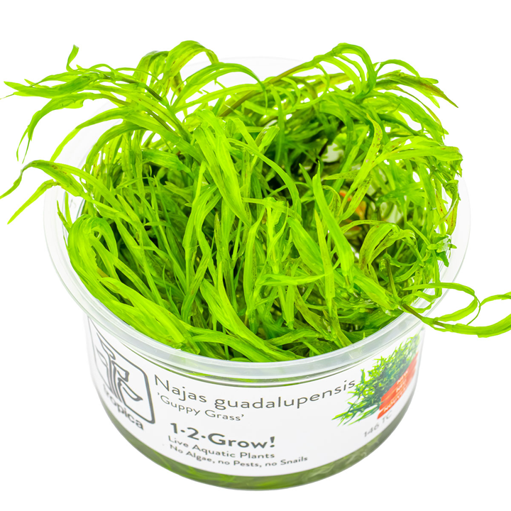 Tropica 1-2 Grow Najas Guadalupensis Guppy Grass Live Aquarium Plant