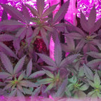 185W LED Grow Light Full Spectrum IP66 | Ledison GL-BL190-GRR