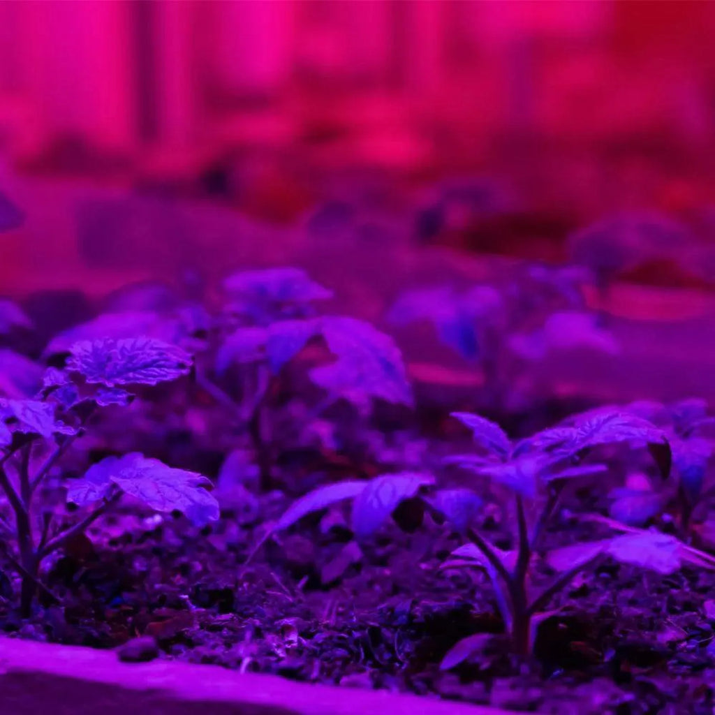 185W LED Grow Light Full Spectrum IP66 | Ledison GL-BL190-GRR