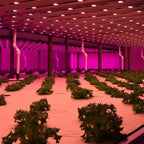 185W LED Grow Light Full Spectrum IP66 | Ledison GL-BL190-GRR
