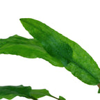 Tropica Cryptocoryne wendtii 'Green' (Easy, Middleground) 1-2-Grow!