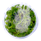 Tropica  1-2 Grow ! Ranunculus Live Aquarium Plant