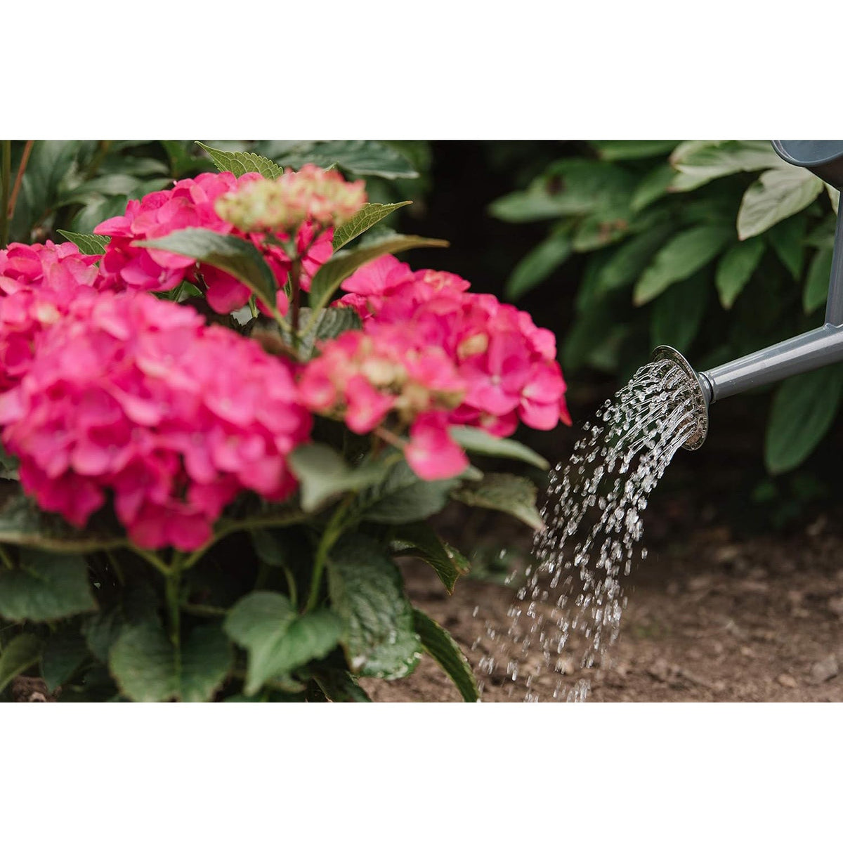 Westland Hydrangea Colourant 500g - Blue Boost Formula