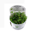 Marsilea hirsuta (Easy, Foreground (Carpeting)) 1-2-Grow!