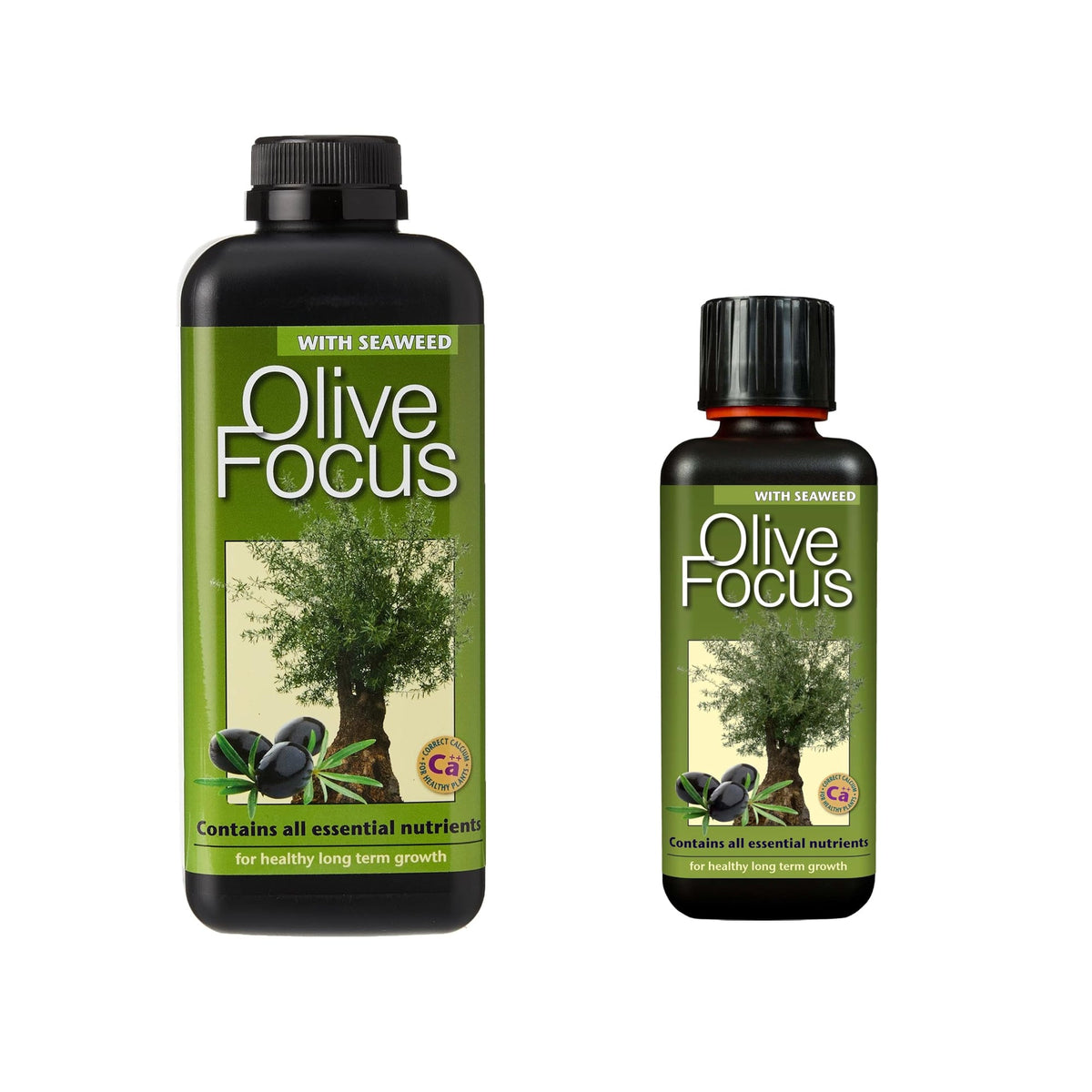Olive Focus Fertiliser - Concentrated for Optimal Tree Growth
