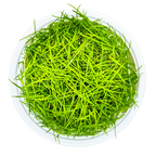 Tropica Eleocharis Acicularis Aquarium Live Plant