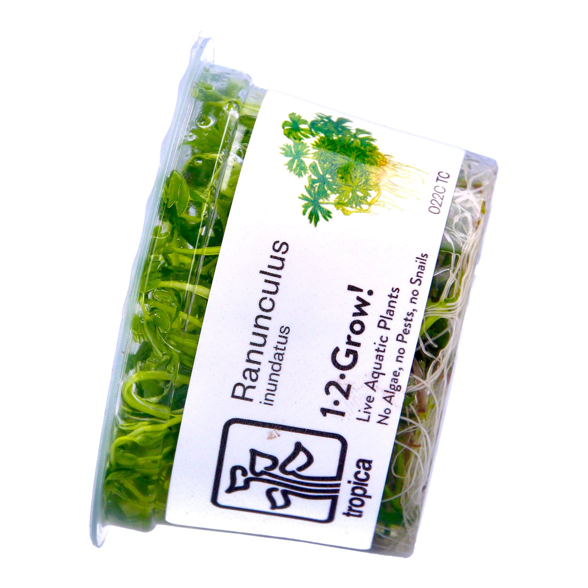 Tropica  1-2 Grow ! Ranunculus Live Aquarium Plant