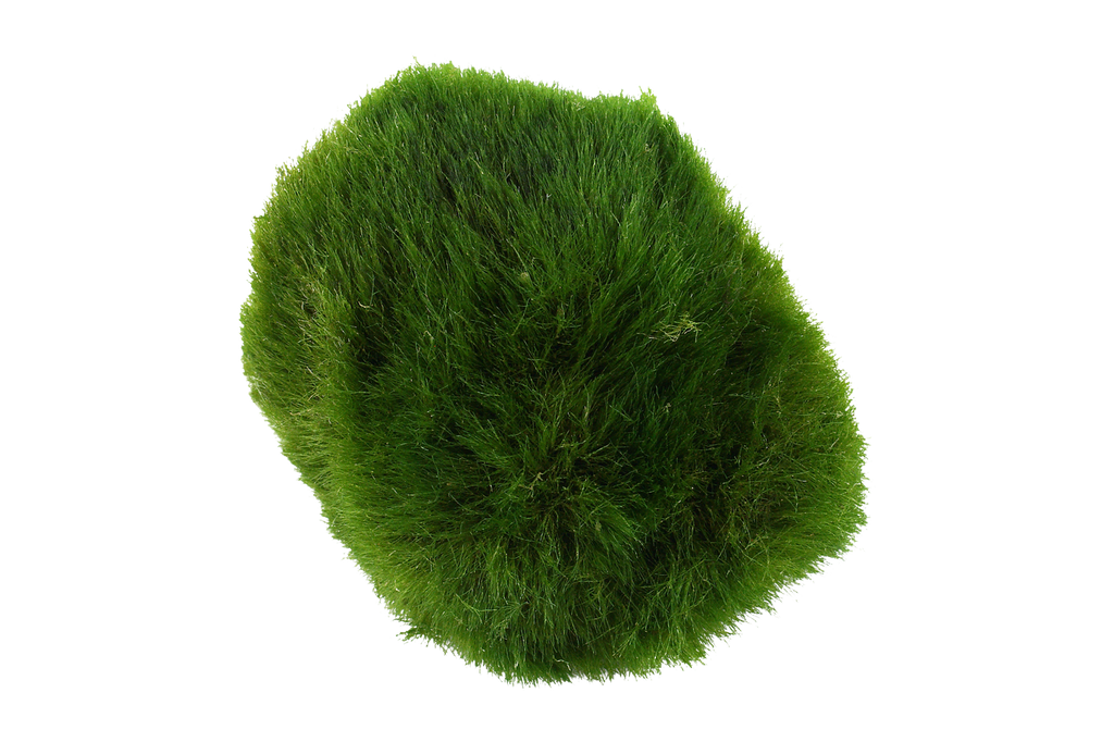 Tropica Plants Aegagropila linnaei Live Aquatic Mini Plant 3 Moss Balls