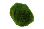 Tropica Plants Aegagropila linnaei Live Aquatic Mini Plant 3 Moss Balls