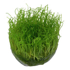 Tropica Taxiphyllum barbieri 'Bogor Moss' (Easy, Moss) 1-2-Grow!