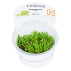 Tropica Pogostemon helferi (Medium, Foreground) 1-2-Grow!