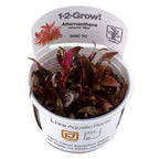 Tropica Alternanthera reineckii 'Mini' (Medium, Foreground) 1-2-Grow!