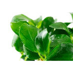 Tropica Anubias barteri nana (Easy, Foreground/Attach) 1-2-Grow!