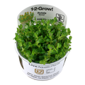 Rotala indica 'Bonsai' (Medium, Middleground) 1-2-Grow!
