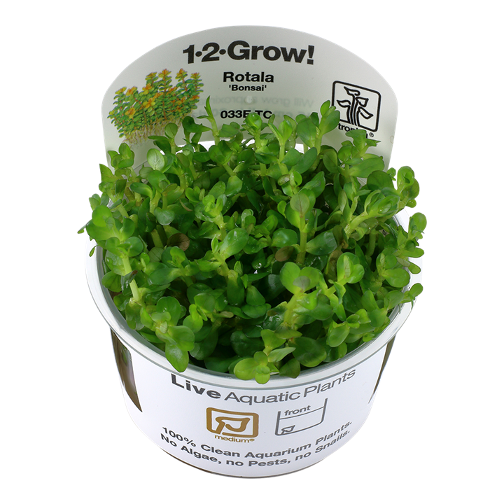 Rotala indica 'Bonsai' (Medium, Middleground) 1-2-Grow!
