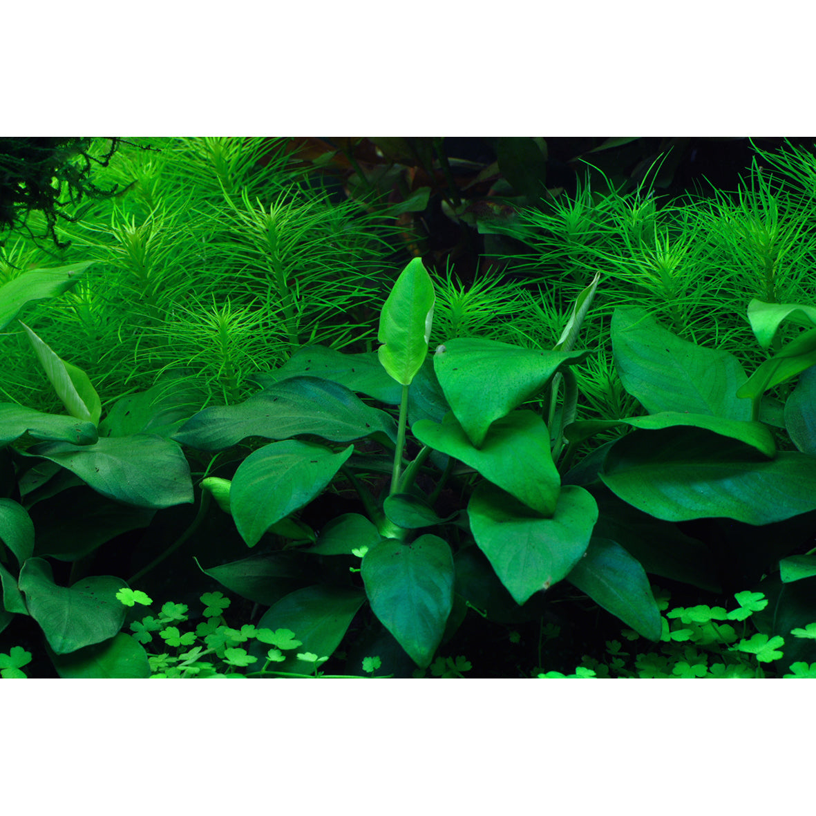 Tropica Anubias barteri nana (Easy, Foreground/Attach) 1-2-Grow!