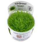 Tropica Utricularia graminifolia (Advanced, Foreground) 1-2-Grow!