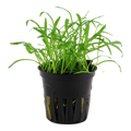 Lilaeopsis brasiliensis (Easy, Foreground (Carpeting) 1-2-Grow!