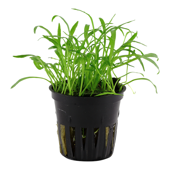 Lilaeopsis brasiliensis (Easy, Foreground (Carpeting) 1-2-Grow!