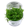 Sagittaria subulata (Easy, Middleground) 1-2-Grow!
