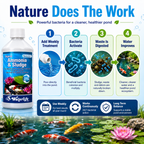 Waterlife BacterLife P Pond Bacteria Reducer (250ml/500ml/1L)