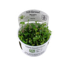 Marsilea hirsuta (Easy, Foreground (Carpeting)) 1-2-Grow!