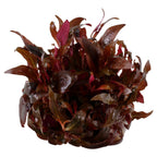 Tropica Alternanthera reineckii 'Mini' (Medium, Foreground) 1-2-Grow!