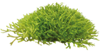 Aquafleur Easy Grow 97 Riccia Fluitans Aquarium Live Plant