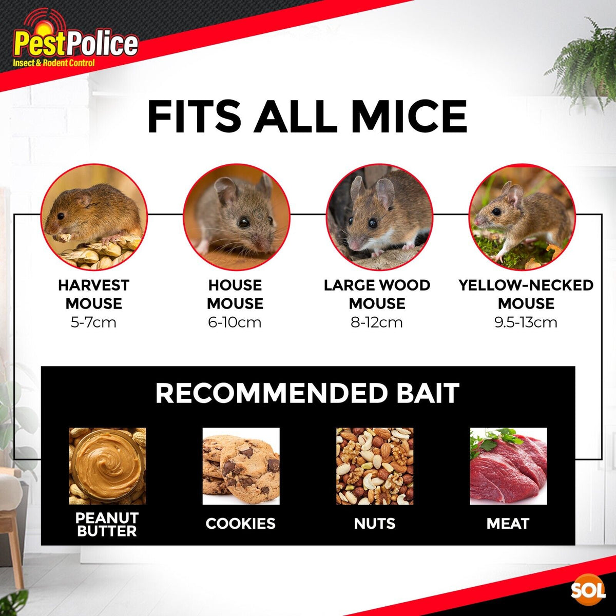 Humane Mouse Trap | Live Catch Rodent Cage Indoor Use