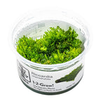 Riccardia chamedryfolia Moss Tropica 1-2-GROW