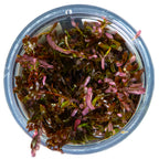 Tropica Rotala rotundifolia 'Blood Red' (Medium, Red) 1-2-Grow!