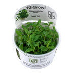 Tropica Staurogyne repens (Easy, Foreground) 1-2-Grow!