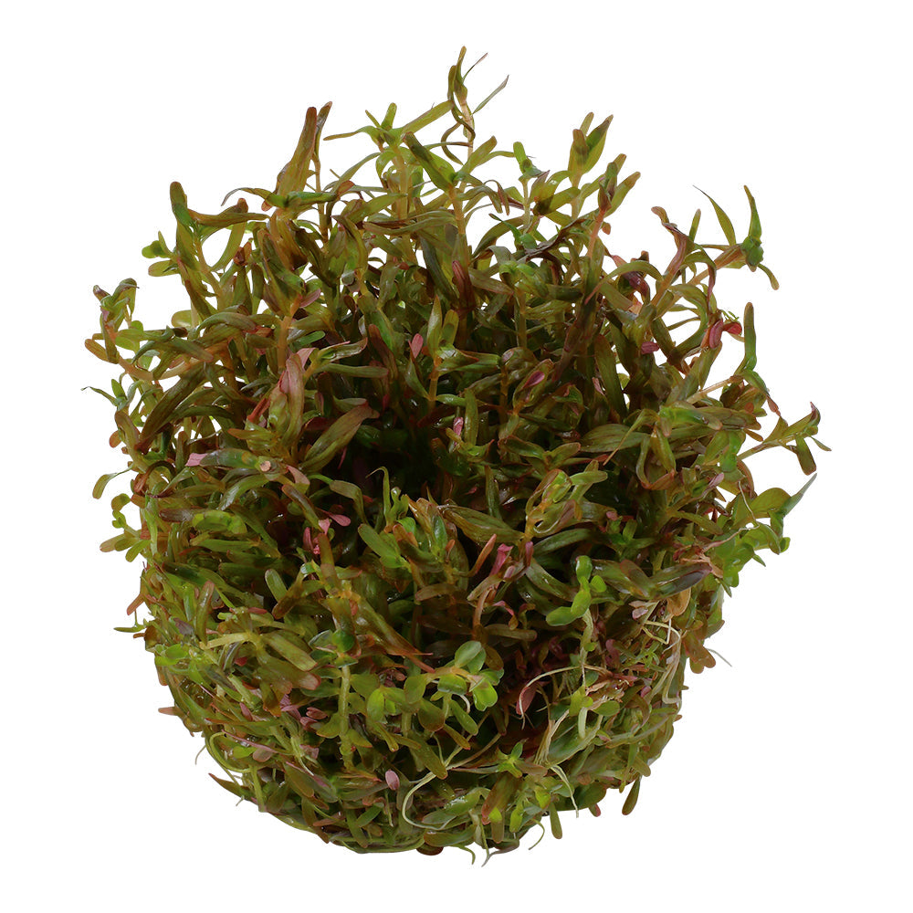 Tropica Rotala rotundifolia 'H'ra' (Medium, Red) 1-2-Grow!