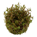 Tropica Rotala rotundifolia 'H'ra' (Medium, Red) 1-2-Grow!